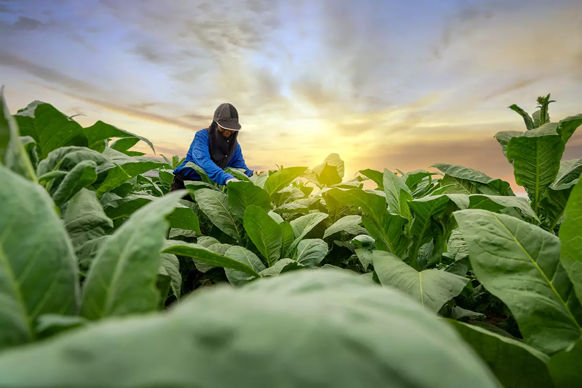 Câmara de Rio Negro realiza audiência pública com produtores de tabaco para discutir legislação